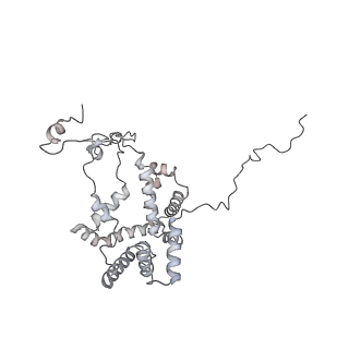 34403_8gzu_qG_v1-0
Cryo-EM structure of Tetrahymena thermophila respiratory Megacomplex MC (IV2+I+III2+II)2