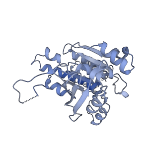 9567_5h1c_C_v1-3
Human RAD51 post-synaptic complexes