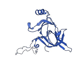 0137_6h4n_D_v1-3
Structure of a hibernating 100S ribosome reveals an inactive conformation of the ribosomal protein S1 - 70S Hibernating E. coli Ribosome