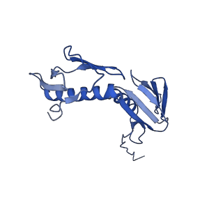0137_6h4n_G_v1-3
Structure of a hibernating 100S ribosome reveals an inactive conformation of the ribosomal protein S1 - 70S Hibernating E. coli Ribosome
