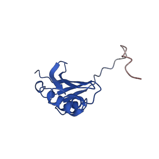0137_6h4n_k_v1-3
Structure of a hibernating 100S ribosome reveals an inactive conformation of the ribosomal protein S1 - 70S Hibernating E. coli Ribosome