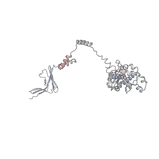 0147_6h68_M_v1-2
Yeast RNA polymerase I elongation complex stalled by cyclobutane pyrimidine dimer (CPD) with fully-ordered A49