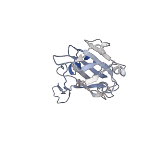 34526_8h7z_A_v1-1
Cryo-EM structure of SARS-CoV-2 BA.2 RBD in complex with BA7535 fab (local refinement)