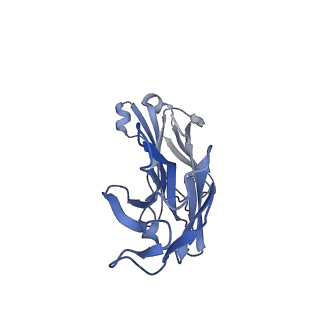 34526_8h7z_I_v1-1
Cryo-EM structure of SARS-CoV-2 BA.2 RBD in complex with BA7535 fab (local refinement)