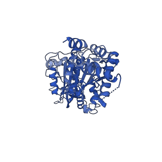 34572_8h9l_E_v1-2
Human ATP synthase F1 domain, state 3a