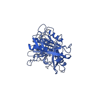 34576_8h9p_D_v1-2
Human ATP synthase F1 domain, state 3b