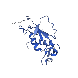 0176_6ha1_J_v1-3
Cryo-EM structure of a 70S Bacillus subtilis ribosome translating the ErmD leader peptide in complex with telithromycin