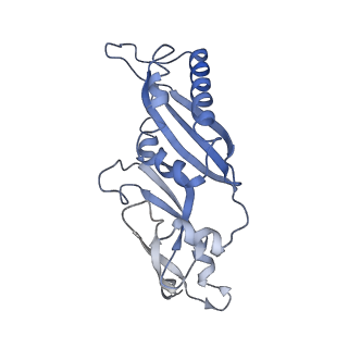 0192_6hcf_C1_v1-1
Structure of the rabbit 80S ribosome stalled on globin mRNA at the stop codon