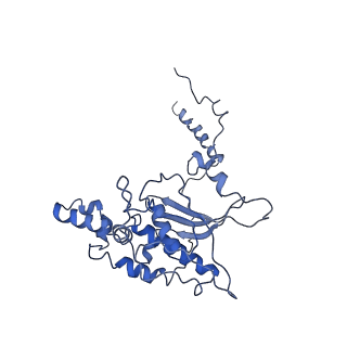 0192_6hcf_D3_v1-1
Structure of the rabbit 80S ribosome stalled on globin mRNA at the stop codon