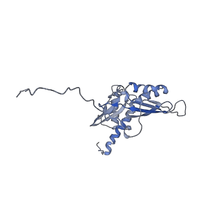 0192_6hcf_E1_v1-1
Structure of the rabbit 80S ribosome stalled on globin mRNA at the stop codon