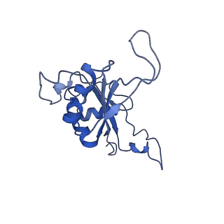 0192_6hcf_J3_v1-1
Structure of the rabbit 80S ribosome stalled on globin mRNA at the stop codon
