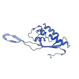 0192_6hcf_P3_v1-1
Structure of the rabbit 80S ribosome stalled on globin mRNA at the stop codon