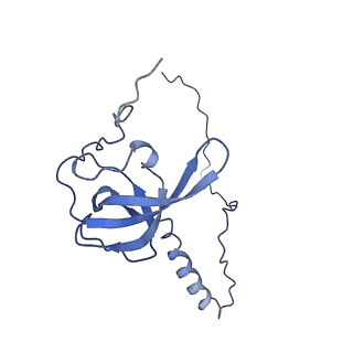 0192_6hcf_T3_v2-0
Structure of the rabbit 80S ribosome stalled on globin mRNA at the stop codon