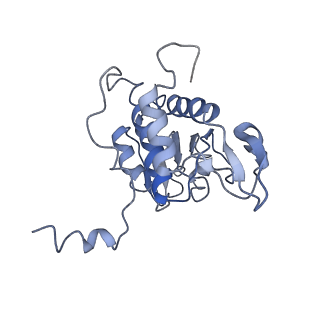 0194_6hcj_B2_v1-1
Structure of the rabbit 80S ribosome on globin mRNA in the rotated state with A/P and P/E tRNAs