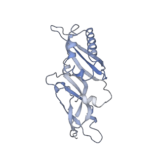 0194_6hcj_C2_v1-1
Structure of the rabbit 80S ribosome on globin mRNA in the rotated state with A/P and P/E tRNAs