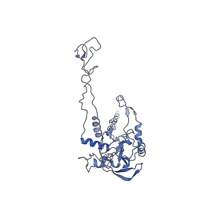 0194_6hcj_C3_v1-1
Structure of the rabbit 80S ribosome on globin mRNA in the rotated state with A/P and P/E tRNAs