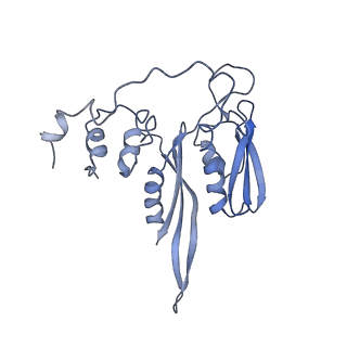 0194_6hcj_D2_v1-1
Structure of the rabbit 80S ribosome on globin mRNA in the rotated state with A/P and P/E tRNAs