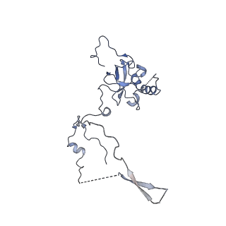 0194_6hcj_E3_v1-1
Structure of the rabbit 80S ribosome on globin mRNA in the rotated state with A/P and P/E tRNAs