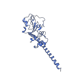0194_6hcj_F3_v1-1
Structure of the rabbit 80S ribosome on globin mRNA in the rotated state with A/P and P/E tRNAs