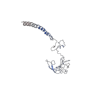 0194_6hcj_H2_v1-1
Structure of the rabbit 80S ribosome on globin mRNA in the rotated state with A/P and P/E tRNAs