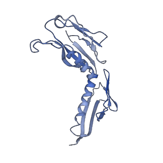 0194_6hcj_H3_v1-1
Structure of the rabbit 80S ribosome on globin mRNA in the rotated state with A/P and P/E tRNAs