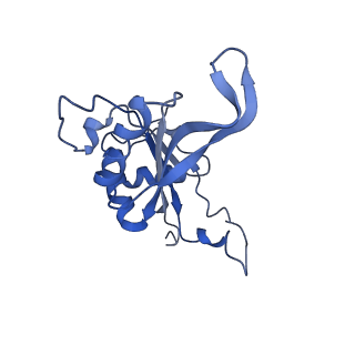 0194_6hcj_J3_v1-1
Structure of the rabbit 80S ribosome on globin mRNA in the rotated state with A/P and P/E tRNAs