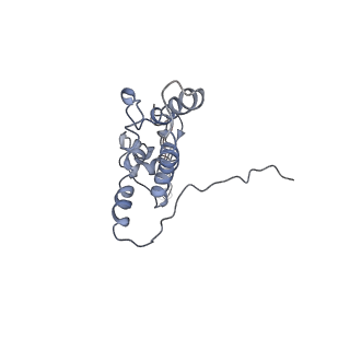 0194_6hcj_K2_v1-1
Structure of the rabbit 80S ribosome on globin mRNA in the rotated state with A/P and P/E tRNAs