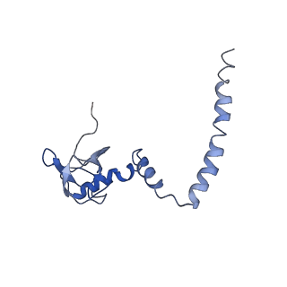 0194_6hcj_M3_v1-1
Structure of the rabbit 80S ribosome on globin mRNA in the rotated state with A/P and P/E tRNAs