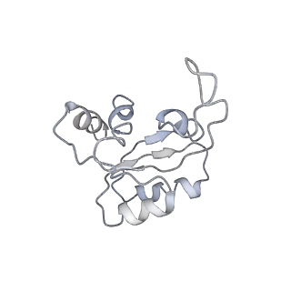0194_6hcj_N2_v1-1
Structure of the rabbit 80S ribosome on globin mRNA in the rotated state with A/P and P/E tRNAs
