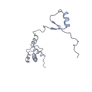 0194_6hcj_S2_v1-1
Structure of the rabbit 80S ribosome on globin mRNA in the rotated state with A/P and P/E tRNAs