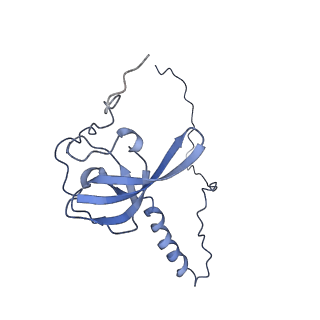 0194_6hcj_T3_v1-1
Structure of the rabbit 80S ribosome on globin mRNA in the rotated state with A/P and P/E tRNAs