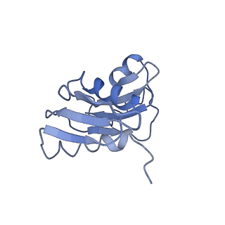 0194_6hcj_X2_v1-1
Structure of the rabbit 80S ribosome on globin mRNA in the rotated state with A/P and P/E tRNAs