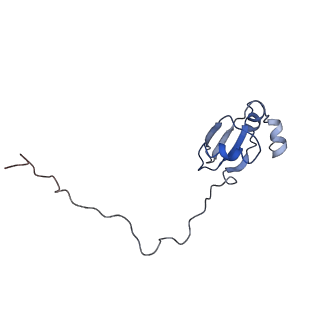 0194_6hcj_X3_v1-1
Structure of the rabbit 80S ribosome on globin mRNA in the rotated state with A/P and P/E tRNAs