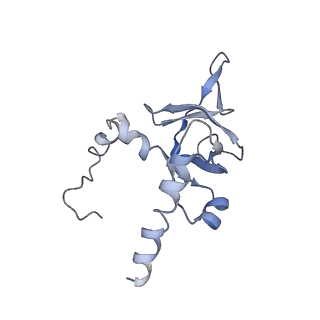 0194_6hcj_Y3_v1-1
Structure of the rabbit 80S ribosome on globin mRNA in the rotated state with A/P and P/E tRNAs