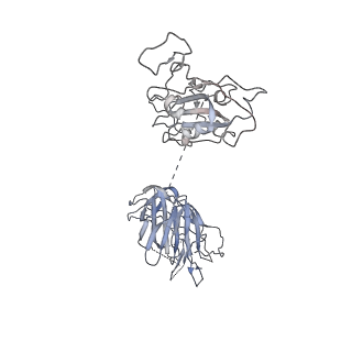 34654_8hc7_C_v1-1
SARS-CoV-2 Omicron BA.1 spike trimer (6P) complex with YB9-258 Fab, focused refinement of RBD-dimer region