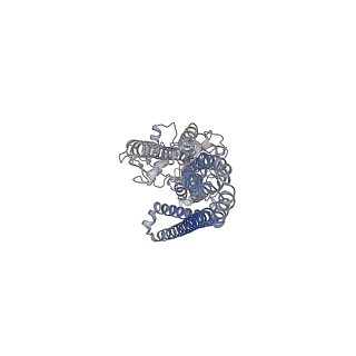 34715_8hf7_A_v1-2
Cryo-EM structure of ComA bound to its mature substrate CSP peptide