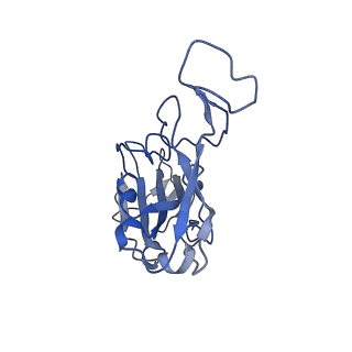 34728_8hfy_B_v1-1
SARS-CoV-2 Omicron BA.1 spike protein receptor-binding domain in complex with white-tailed deer ACE2