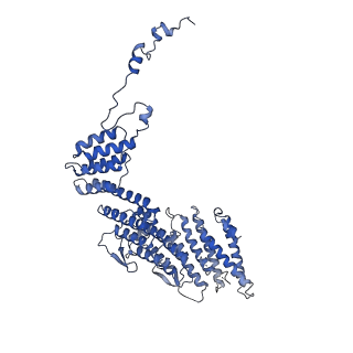 0230_6hiw_DG_v1-2
Cryo-EM structure of the Trypanosoma brucei mitochondrial ribosome - This entry contains the complete small mitoribosomal subunit in complex with mt-IF-3