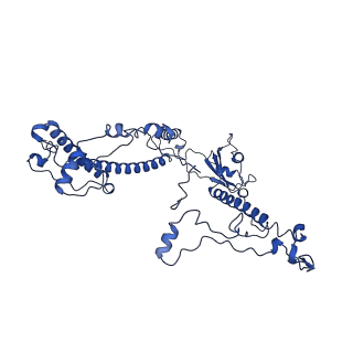 0231_6hix_A2_v1-1
Cryo-EM structure of the Trypanosoma brucei mitochondrial ribosome - This entry contains the large mitoribosomal subunit