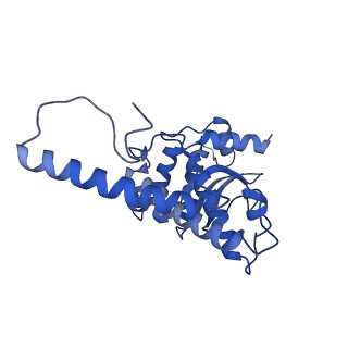 0232_6hiy_Cq_v1-2
Cryo-EM structure of the Trypanosoma brucei mitochondrial ribosome - This entry contains the body of the small mitoribosomal subunit in complex with mt-IF-3