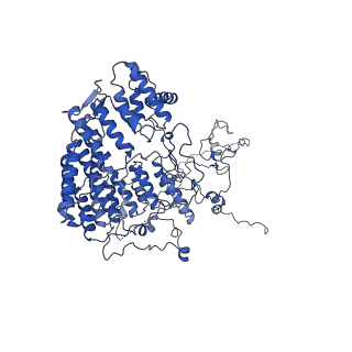 0232_6hiy_DD_v1-2
Cryo-EM structure of the Trypanosoma brucei mitochondrial ribosome - This entry contains the body of the small mitoribosomal subunit in complex with mt-IF-3