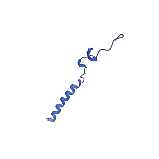 0233_6hiz_CK_v1-1
Cryo-EM structure of the Trypanosoma brucei mitochondrial ribosome - This entry contains the head of the small mitoribosomal subunit