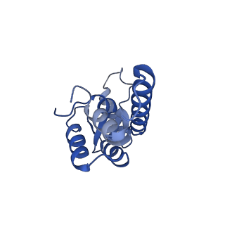 0233_6hiz_DA_v1-1
Cryo-EM structure of the Trypanosoma brucei mitochondrial ribosome - This entry contains the head of the small mitoribosomal subunit