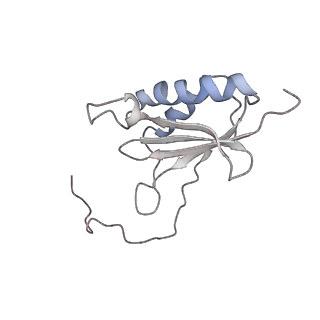 34868_8hl3_S11P_v1-0
Cryo-EM Structures and Translocation Mechanism of Crenarchaeota Ribosome