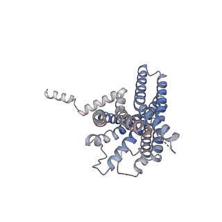 34948_8hqe_R_v1-1
Cryo-EM structure of the apo-GPR132-Gi