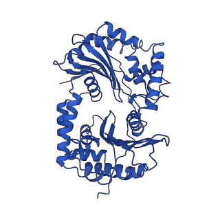 0262_6hu9_A_v1-4
III2-IV2 mitochondrial respiratory supercomplex from S. cerevisiae