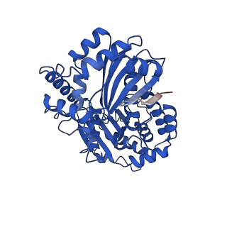 0262_6hu9_L_v1-4
III2-IV2 mitochondrial respiratory supercomplex from S. cerevisiae