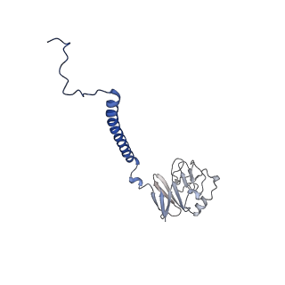 0262_6hu9_P_v1-4
III2-IV2 mitochondrial respiratory supercomplex from S. cerevisiae