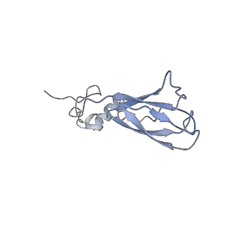 0262_6hu9_d_v1-4
III2-IV2 mitochondrial respiratory supercomplex from S. cerevisiae