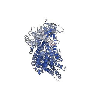 35049_8hw2_A_v1-3
Cryo-EM structure of beta-estradiol 17-(beta-D-glucuronide)-bound human ABC transporter ABCC3 in nanodiscs
